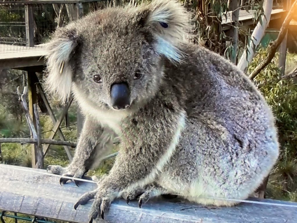 Comparing the images of the koala bear that first showed on Carla's vision board and months later in real life