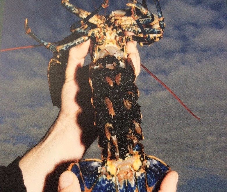 The poster on the wall of the lobster hatchery in Padstow