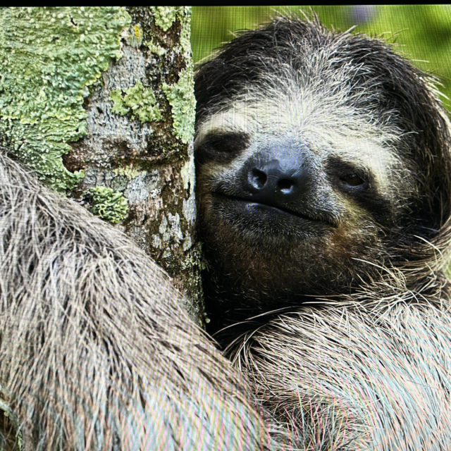 Sloth on the vision board what does it mean?